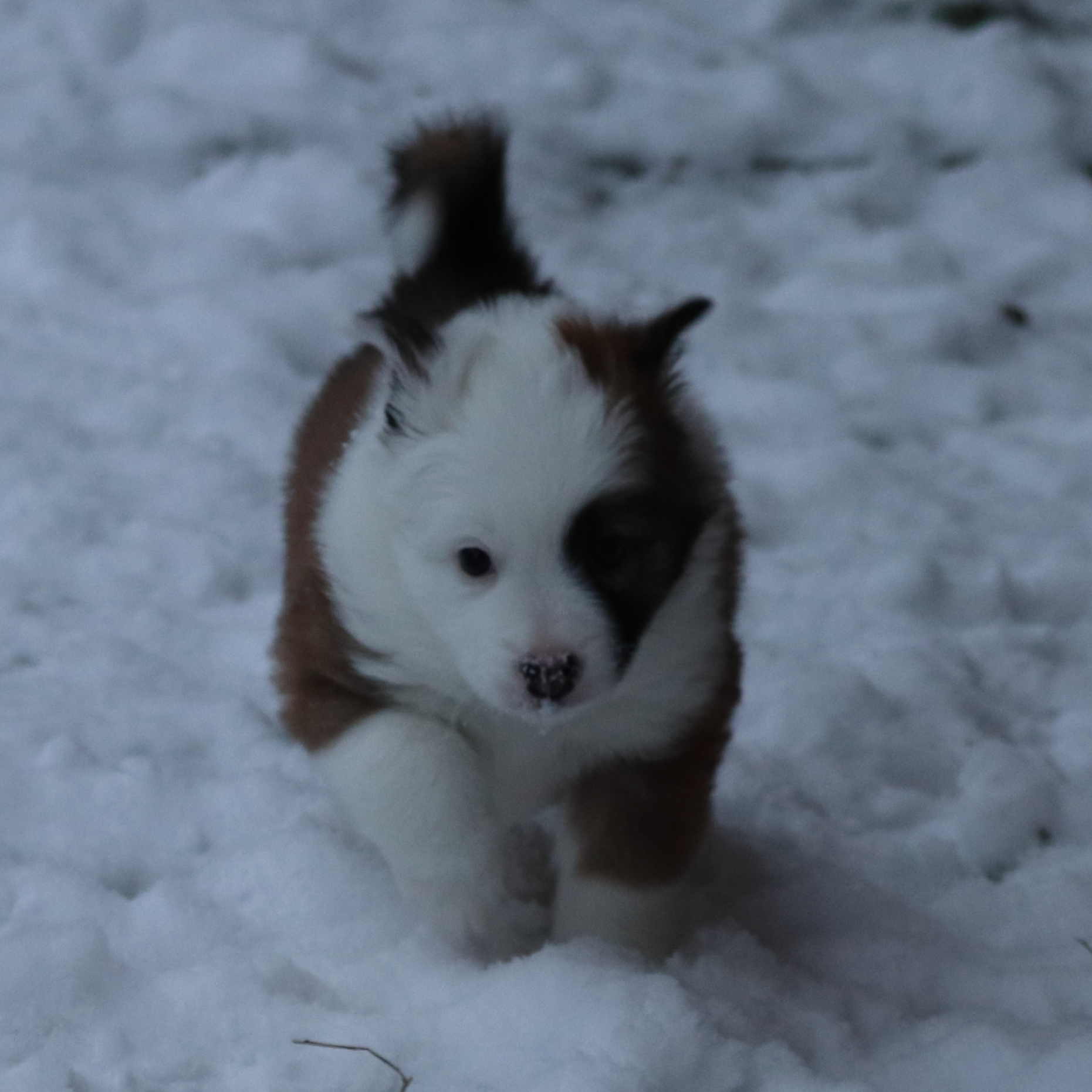 Tuulenhaltijan kennel